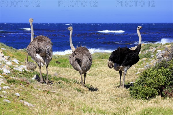 South African Ostrich (Struthio camelus australis)