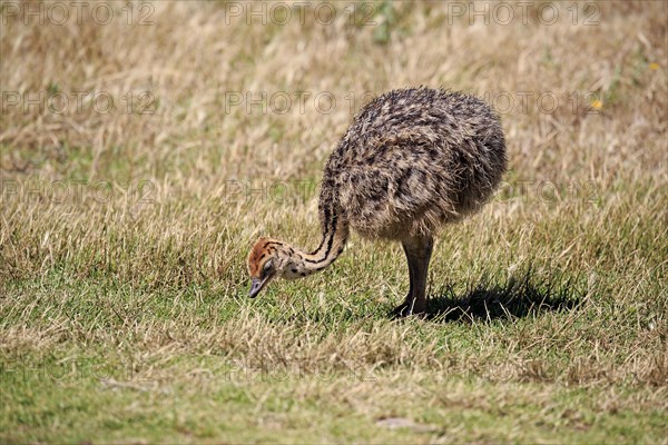 South African Ostrich (Struthio camelus australis)