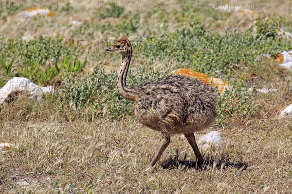 South African Ostrich (Struthio camelus australis)