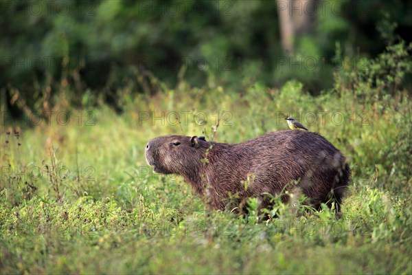 Capybara (Hydrochoerus hydrochaeris)