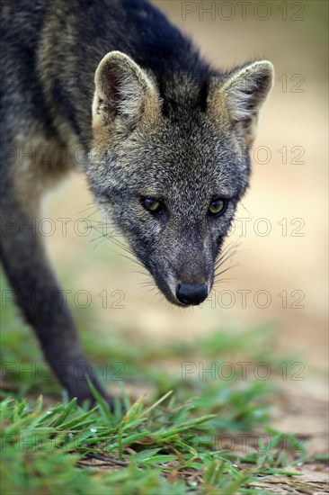 Crab-eating fox (Cerdocyon thous)