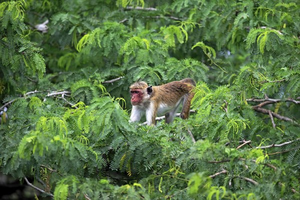 Toque macaque (Macaca sinica)