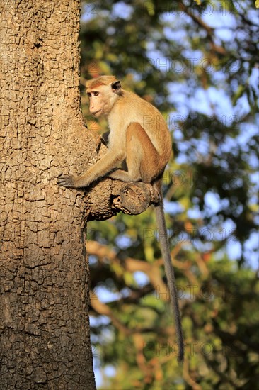 Toque macaque (Macaca sinica)