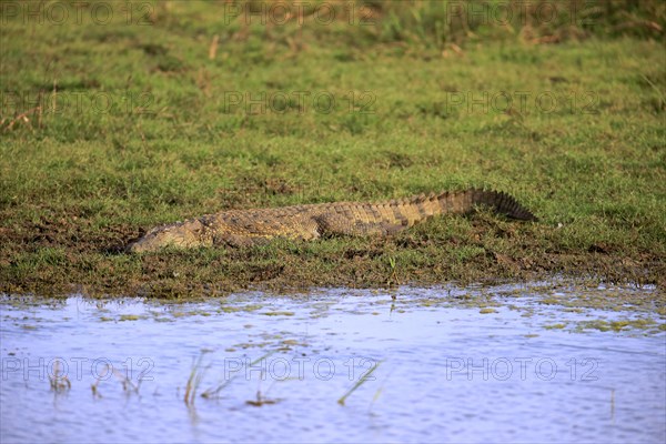 Saltwater crocodile (Crocodylus porosus)