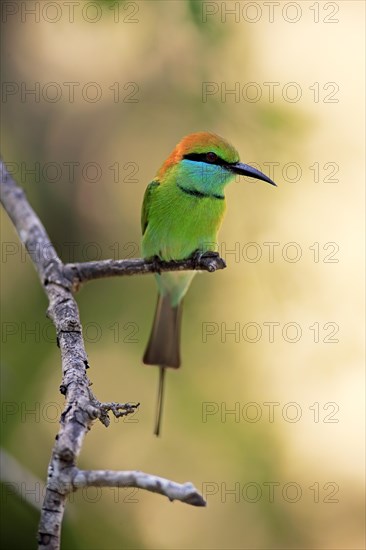 Green bee-eater (Merops orientalis ceylonicus)