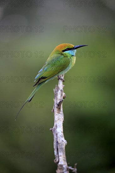 Green bee-eater (Merops orientalis ceylonicus)