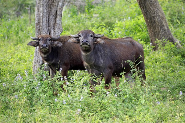 Wild water buffalo (Bubalus arnee)