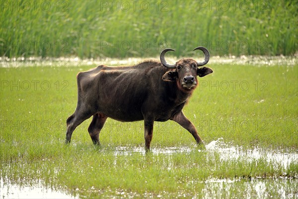 Water buffalo (Bubalis bubalis)