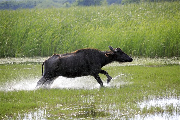 Water buffalo (Bubalis bubalis)