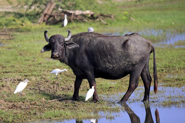 Water buffalo (Bubalis bubalis)