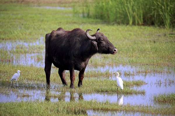 Water buffalo (Bubalis bubalis)