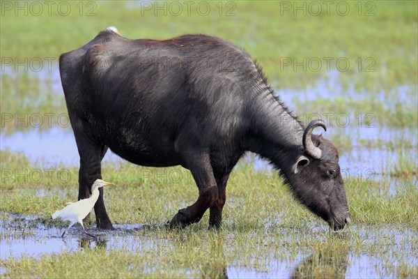 Water buffalo (Bubalis bubalis)