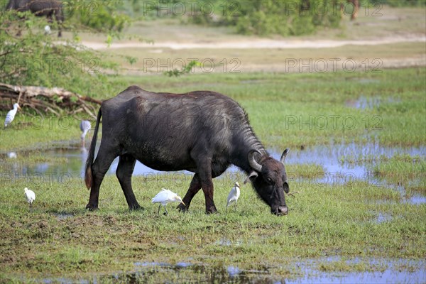 Water buffalo (Bubalis bubalis)