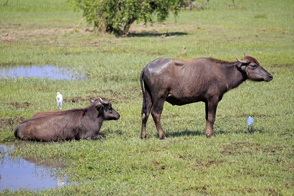 Water buffalo (Bubalis bubalis)