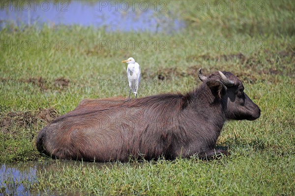 Water buffalo (Bubalis bubalis)