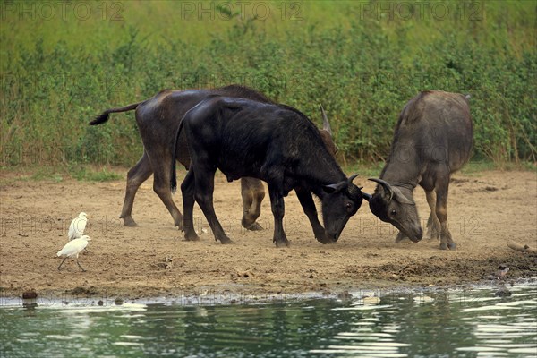 Water buffalo (Bubalis bubalis)