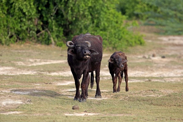 Water buffalo (Bubalis bubalis)