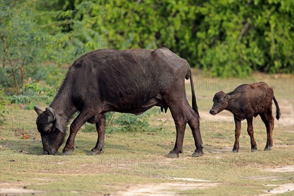 Water buffalo (Bubalis bubalis)