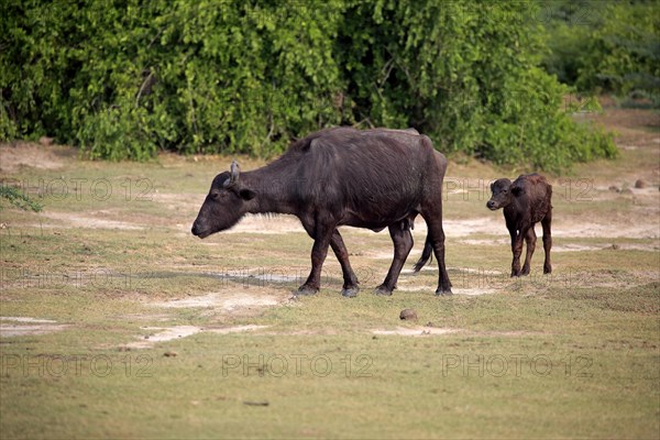 Water buffalo (Bubalis bubalis)