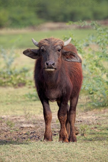 Water buffalo (Bubalis bubalis) calf