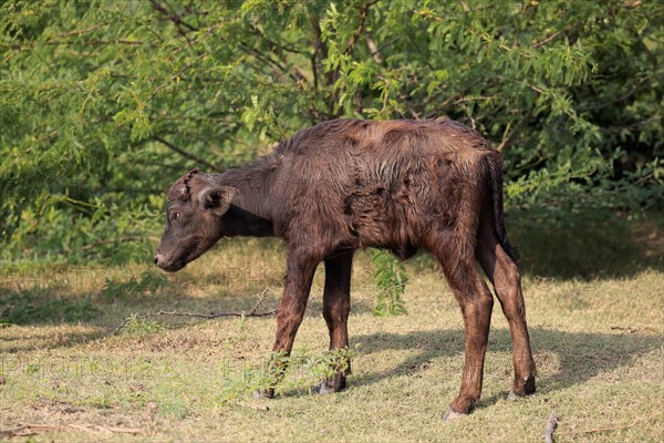 Water buffalo (Bubalis bubalis) calf