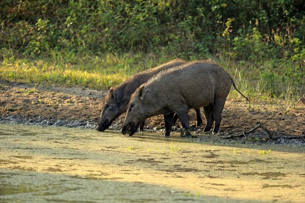 Wild boar (Sus scrofa affinis)