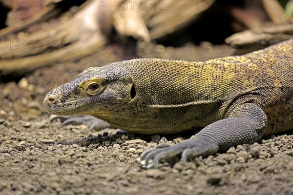 Komodo dragon or Komodo monitor (Varanus komodoensis)
