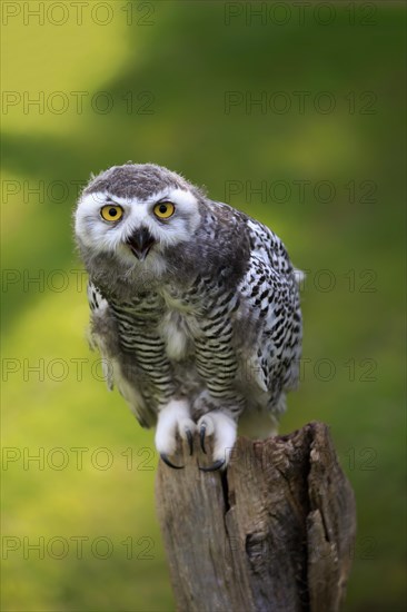 Snowy owl (Bubo scandiacus)