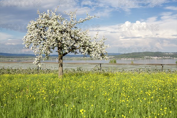 Spring mood with flowering fruit tree