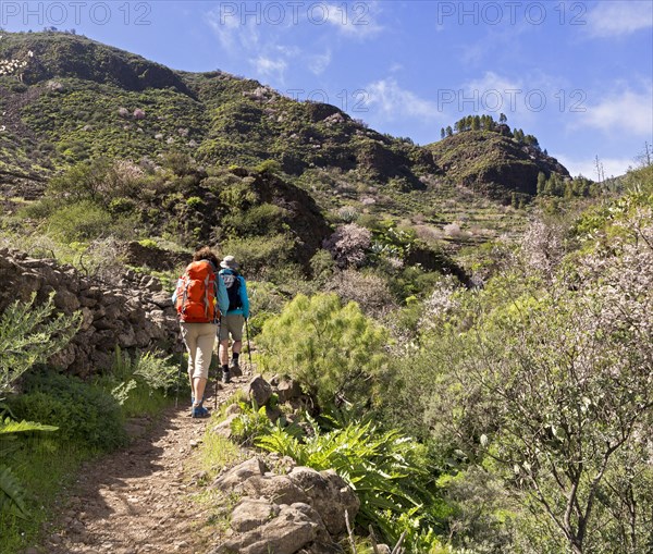 Hikers in the Barranco de Guayadeque canyon