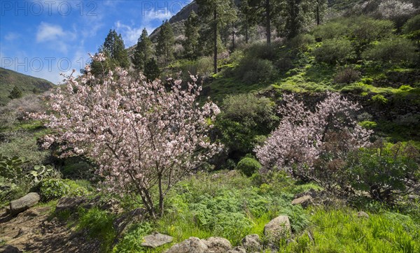 Blossoming almond trees (Prunus dulcis)