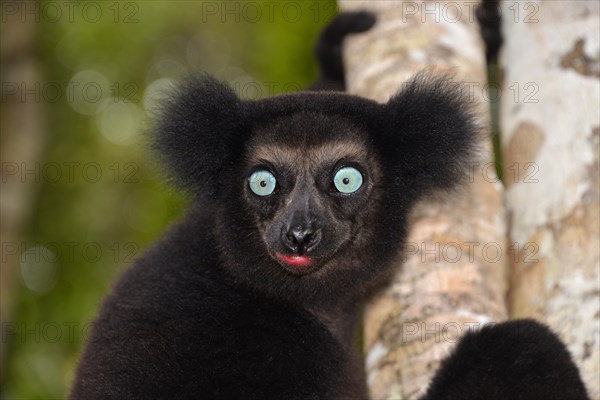 Indri (Indri indri)