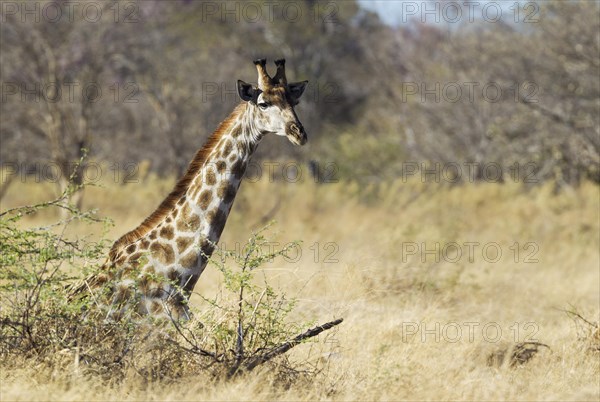 Southern Giraffe (Giraffa camelopardalis giraffa)