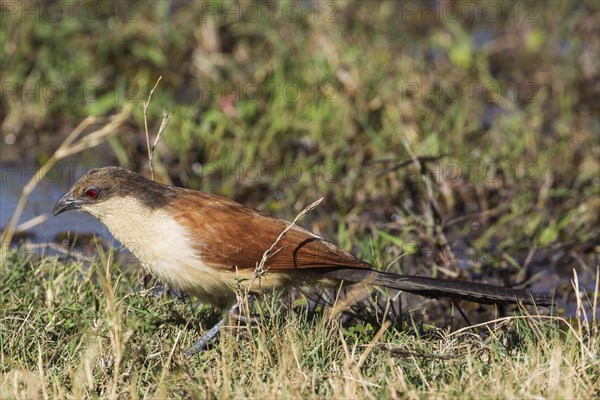 Senegal Coucal (Centropus senegalensis)