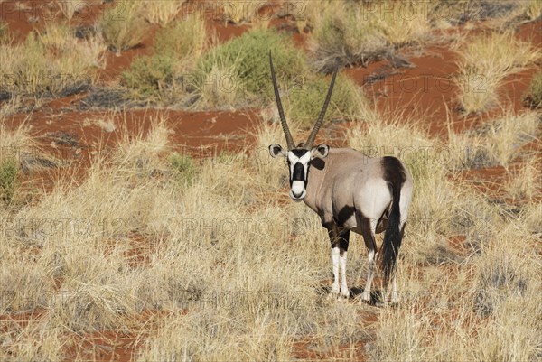 Gemsbok or gemsbuck (Oryx gazella) on grassy dune