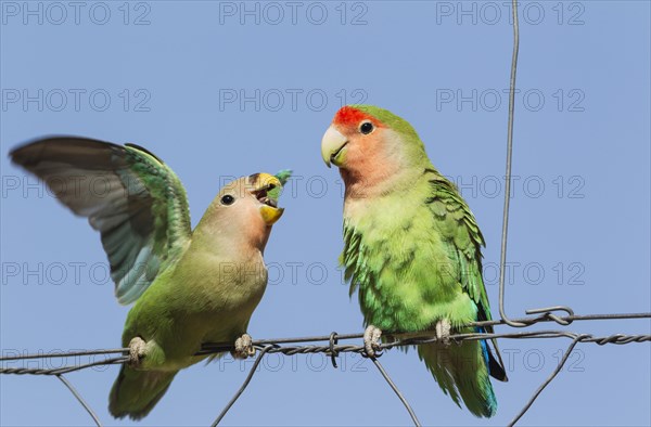 Rosy-faced lovebirds (Agapornis roseicollis)