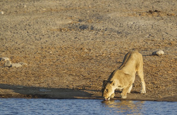 Lion (Panthera leo)