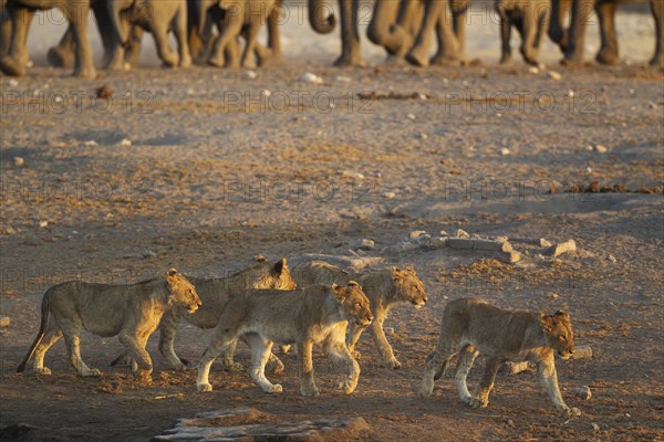 Lions (Panthera leo)