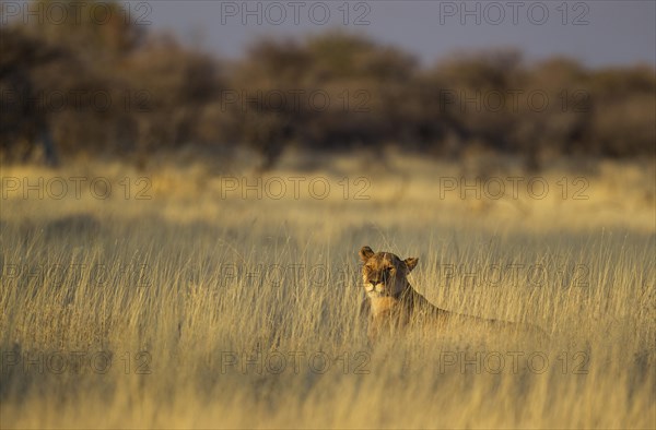 Lion (Panthera leo)