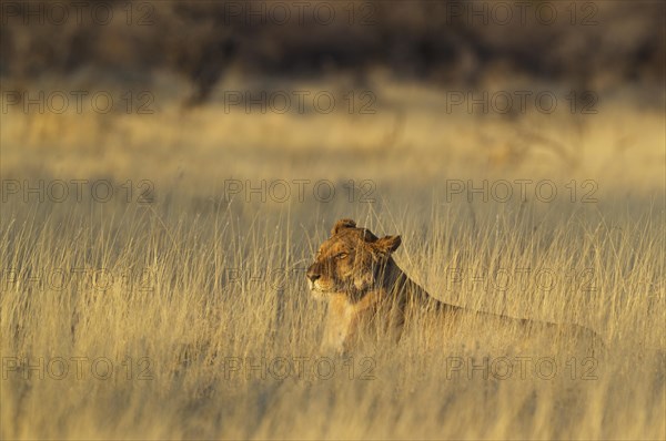Lion (Panthera leo)