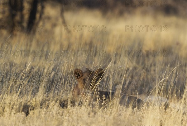 Lion (Panthera leo)