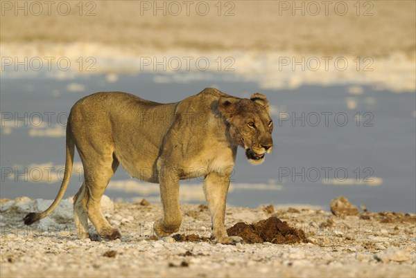 Lion (Panthera leo)
