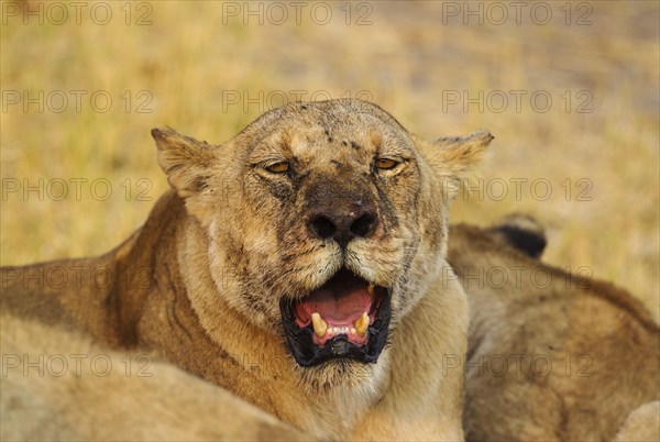 Lion (Panthera leo)