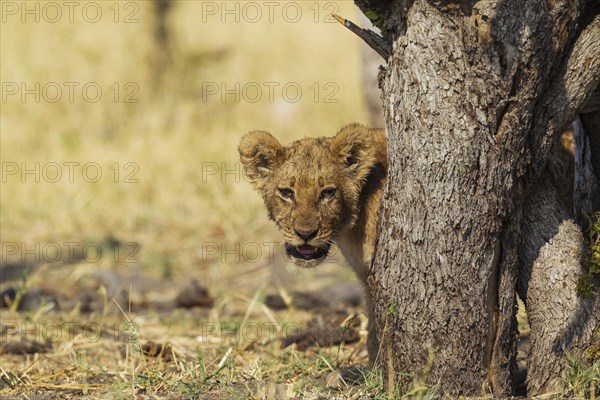 Lion (Panthera leo)