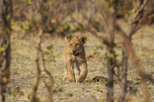 Lion (Panthera leo)