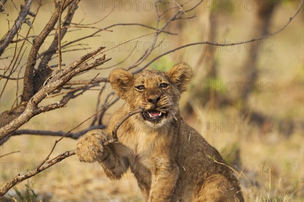 Lion (Panthera leo)