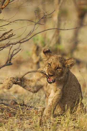 Lion (Panthera leo)