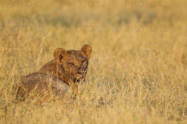 Lion (Panthera leo)