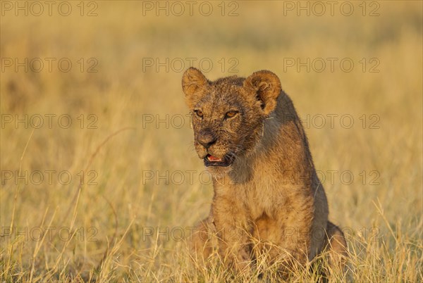 Lion (Panthera leo)
