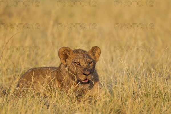 Lion (Panthera leo)